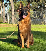 German Shepherd for Sale