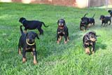 Doberman for Sale