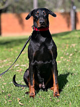 Male Doberman for Sale