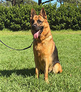 German Shepherd for Sale