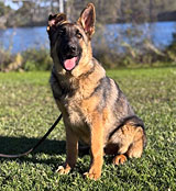 Female Rottweiler for Sale